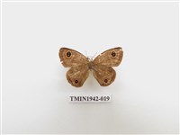 藏品(密紋波眼蝶)的圖片